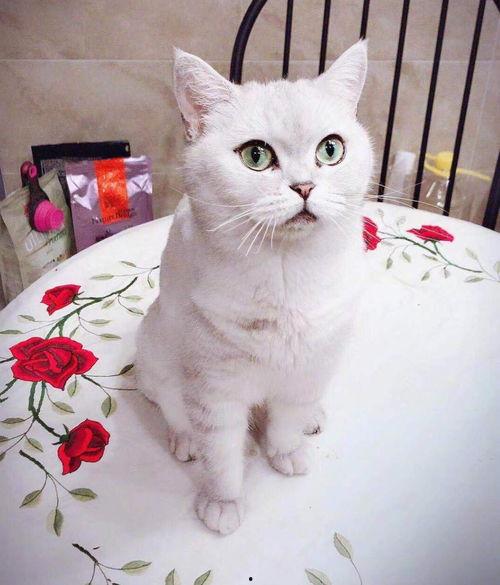 娱乐吃瓜懒猫儿,轻松解码娱乐圈热点